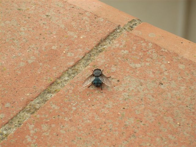 Moscone (Calliphora sp.)