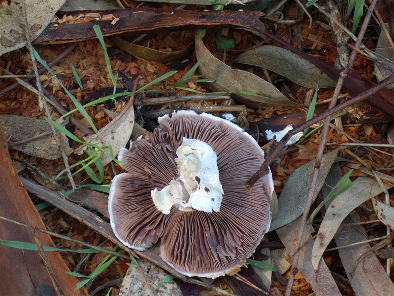 Agaricus?