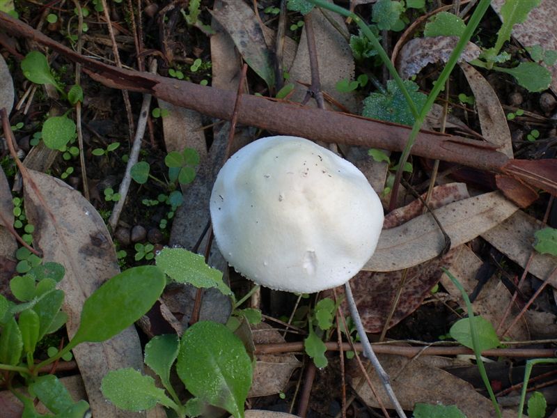 Agaricus?