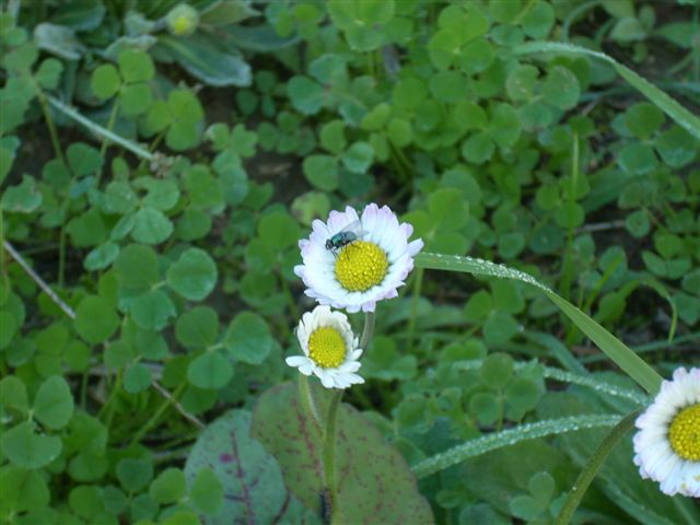 Bellis sylvestris??
