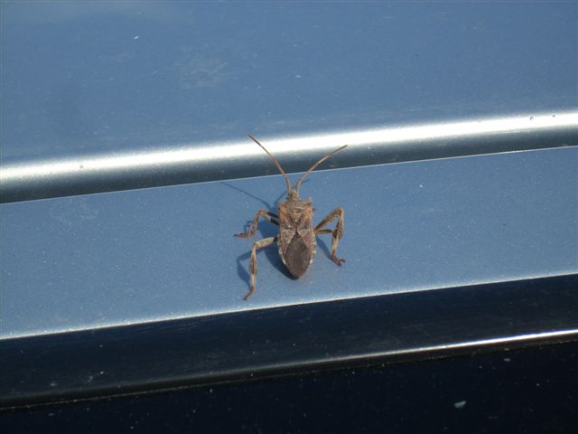 Leptoglossus occidentalis in Sicilia