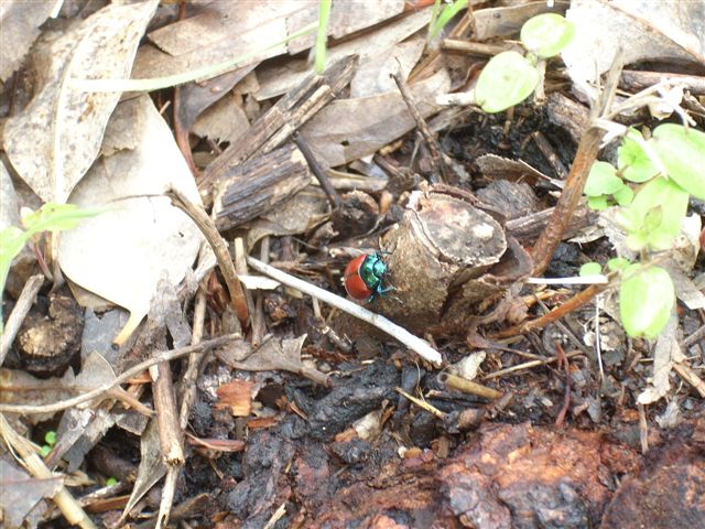Chrysolina herbacea e Chrysolina grossa