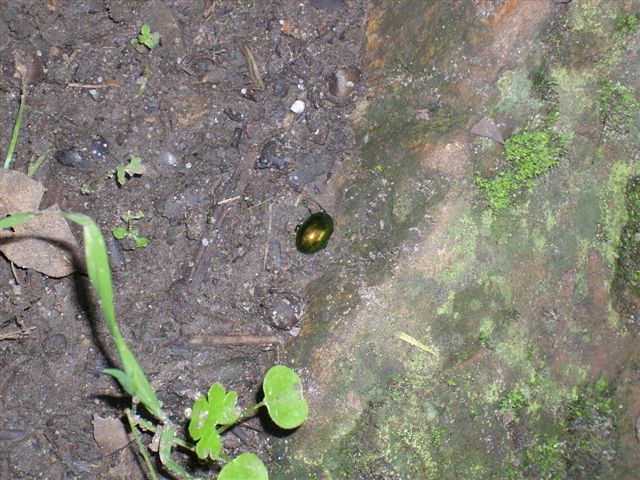 Chrysolina herbacea e Chrysolina grossa