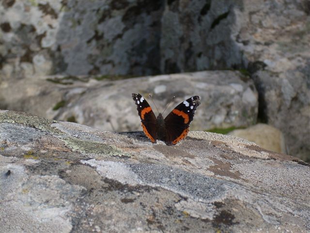 Vanessa atalanta