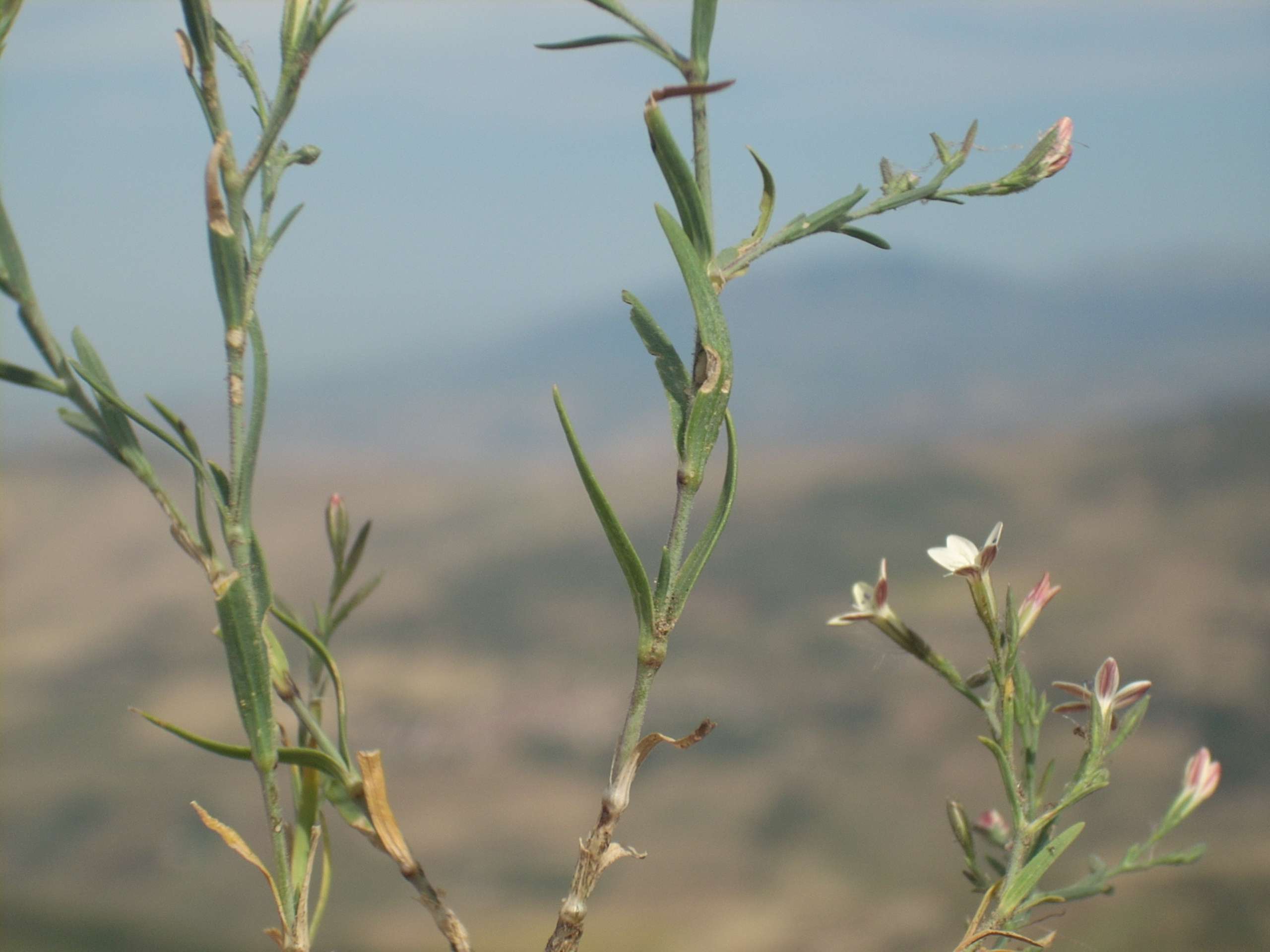 Gypsophila cretica