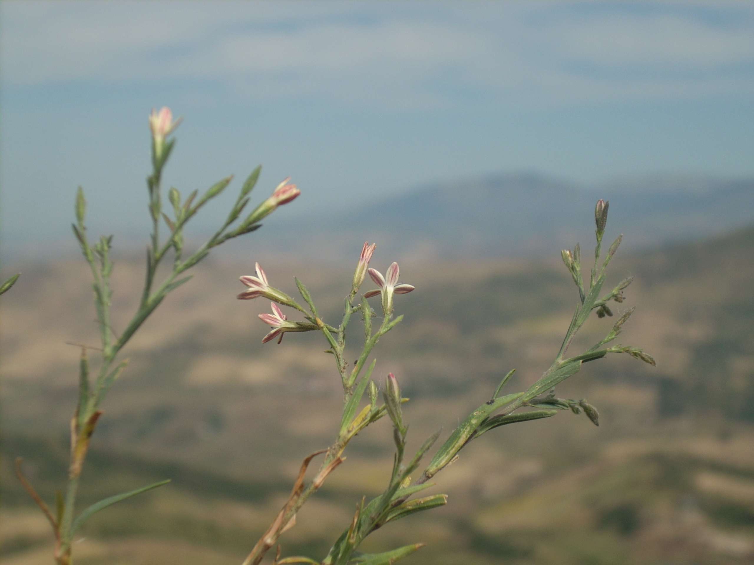 Gypsophila cretica