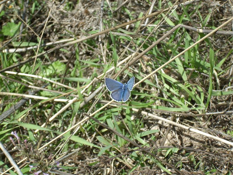 Maschio di Polyommatus icarus