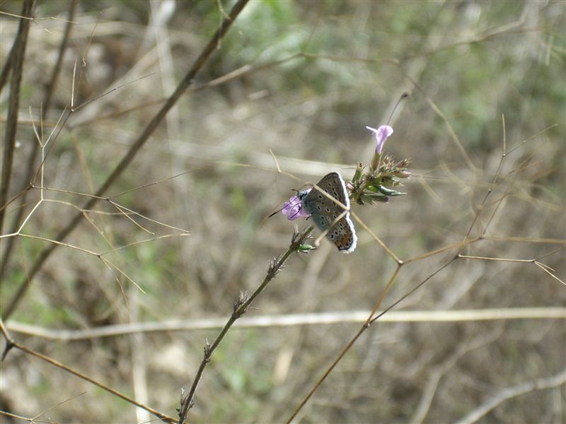 Maschio di Polyommatus icarus