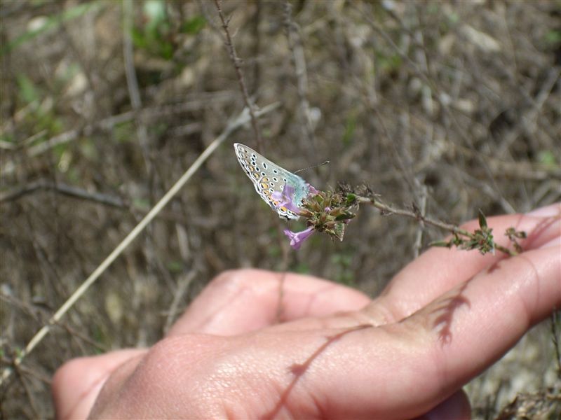 Maschio di Polyommatus icarus