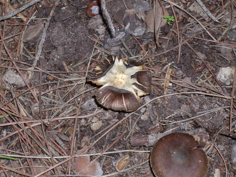 fungo 5