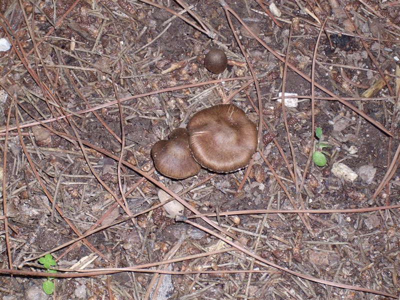fungo 5