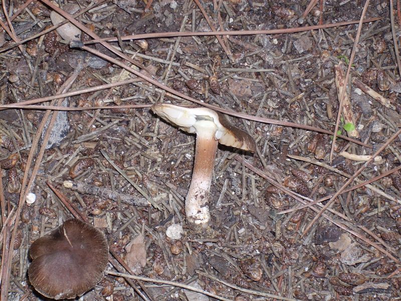 fungo 5