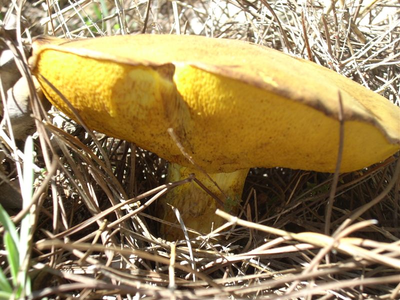 Fungo1
