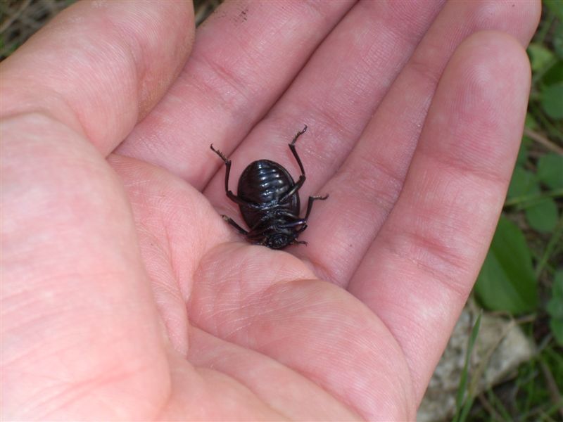 Timarcha pimelioides