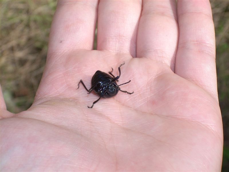 Timarcha pimelioides
