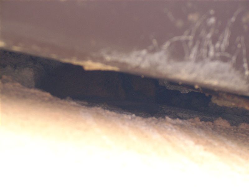 Pipistrelli