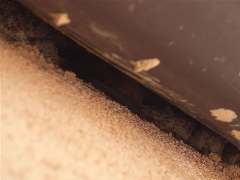 Pipistrelli