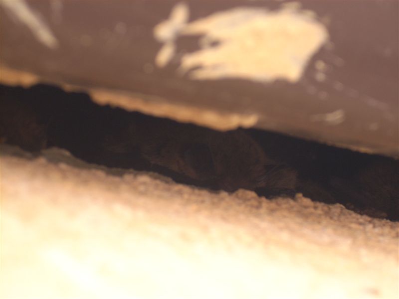 Pipistrelli