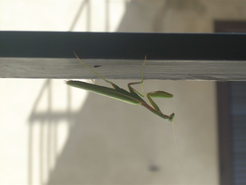Mantis religiosa