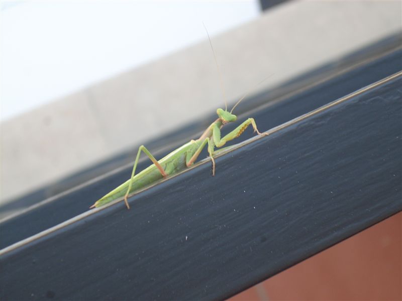 Mantis religiosa