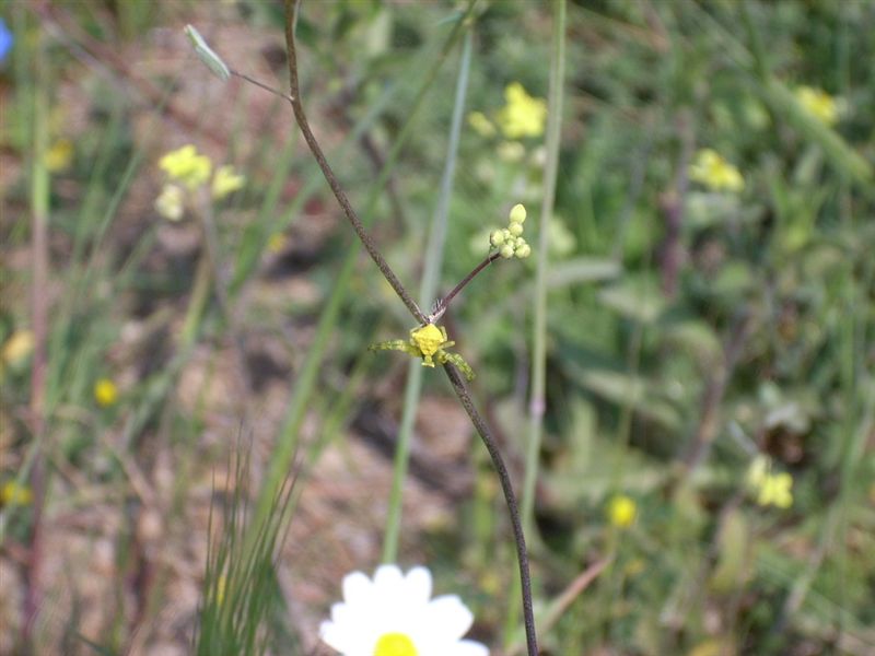 Thomisus onustus