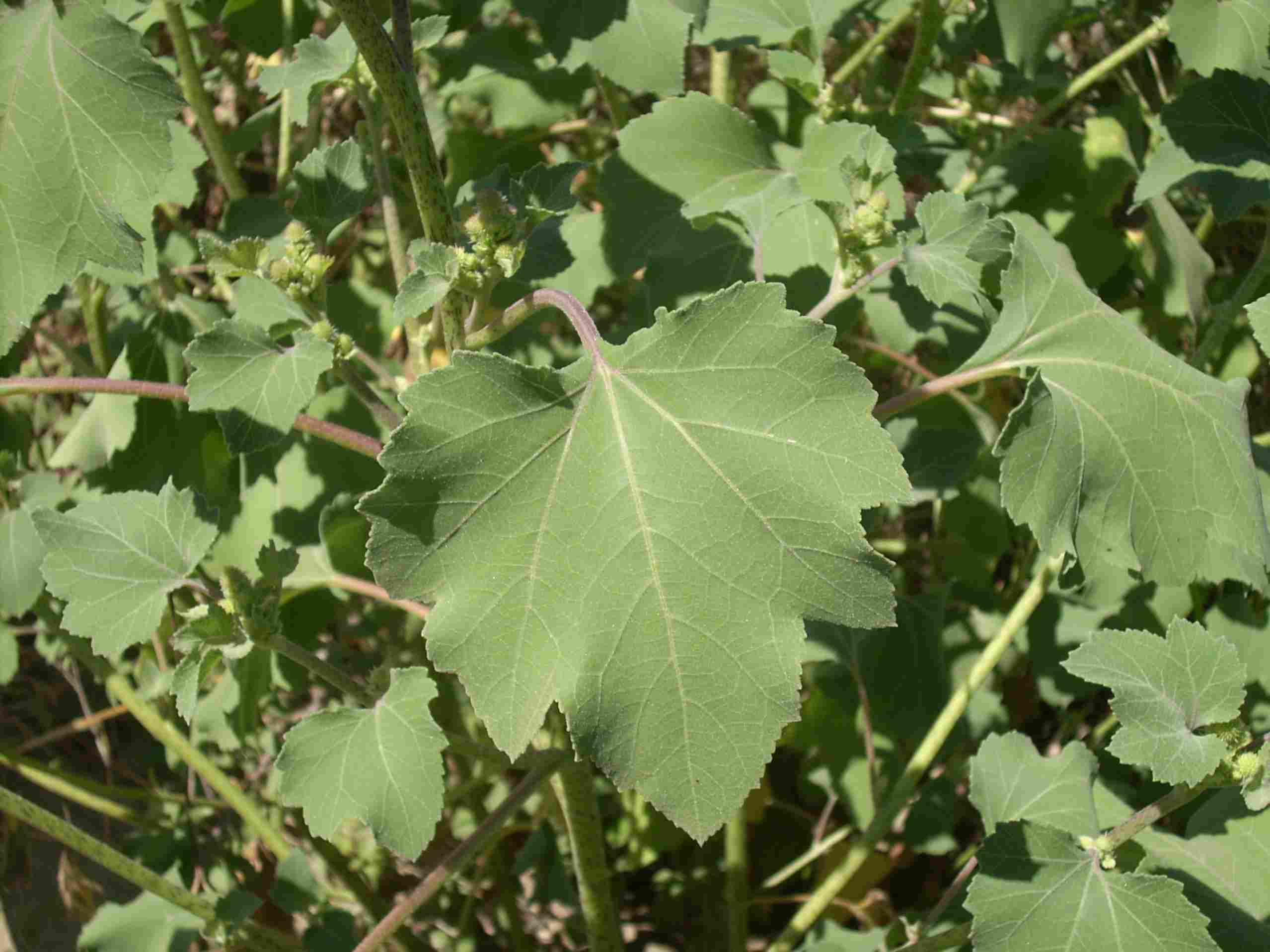 Xanthium italicum / Nappola italiana