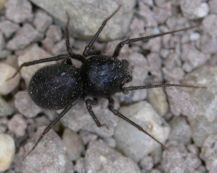 Scytodes sp.