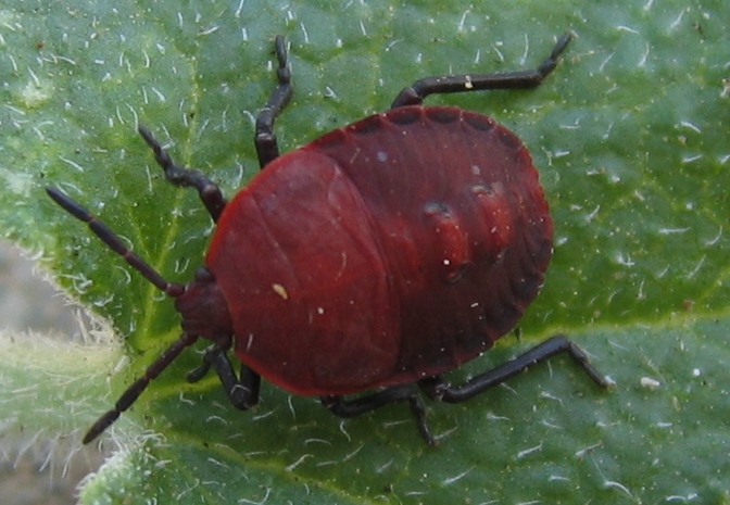 Heteroptera d'' Israele: Coridius e Psacasta