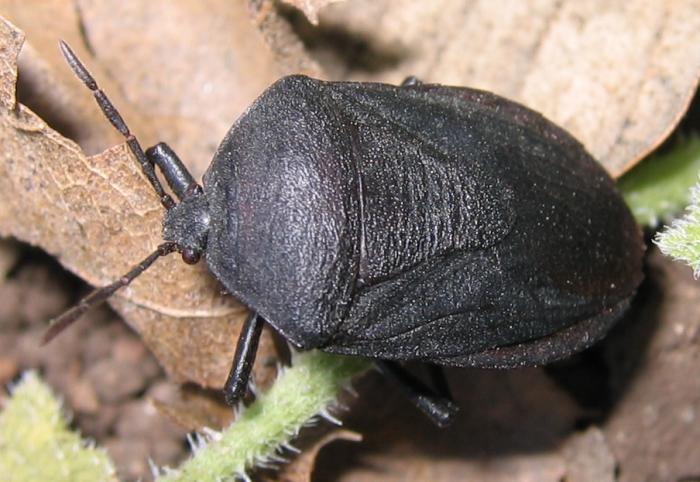 Heteroptera d'' Israele: Coridius e Psacasta