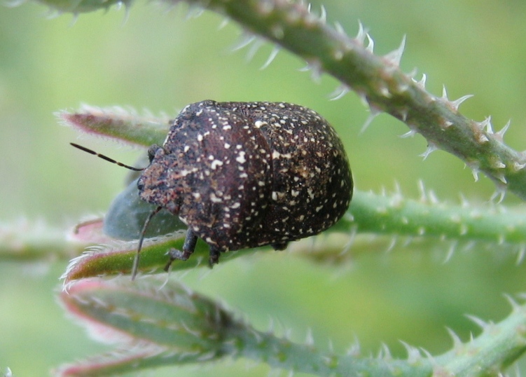 Heteroptera d'' Israele: Coridius e Psacasta
