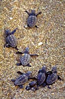 Salvaguardia Caretta Caretta in Grecia, una vacanza diversa