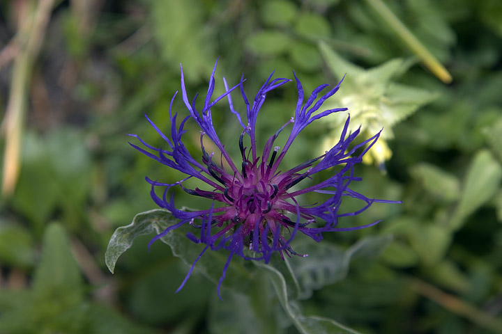 Cyanus triumfetti