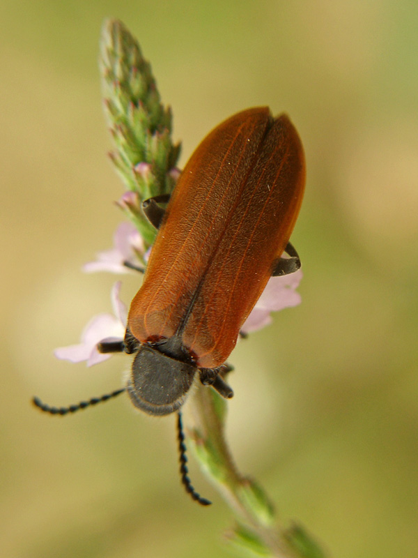 Meloidae, Lydus trimaculatus
