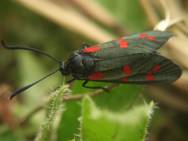 Prime schiusure di Zigene: Zygaena filipendulae