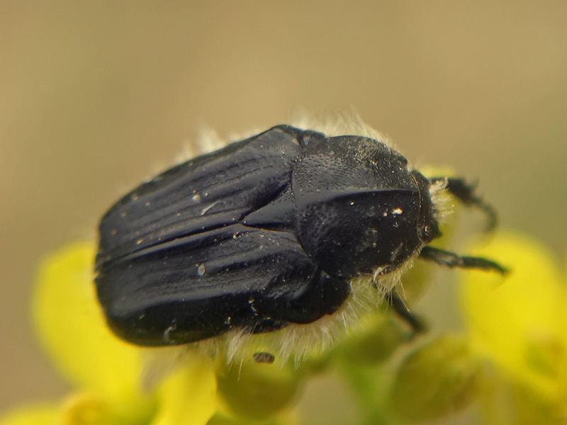 Tropinota squalida