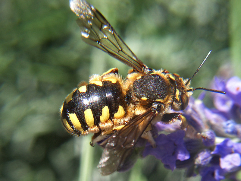Anthidium sp.