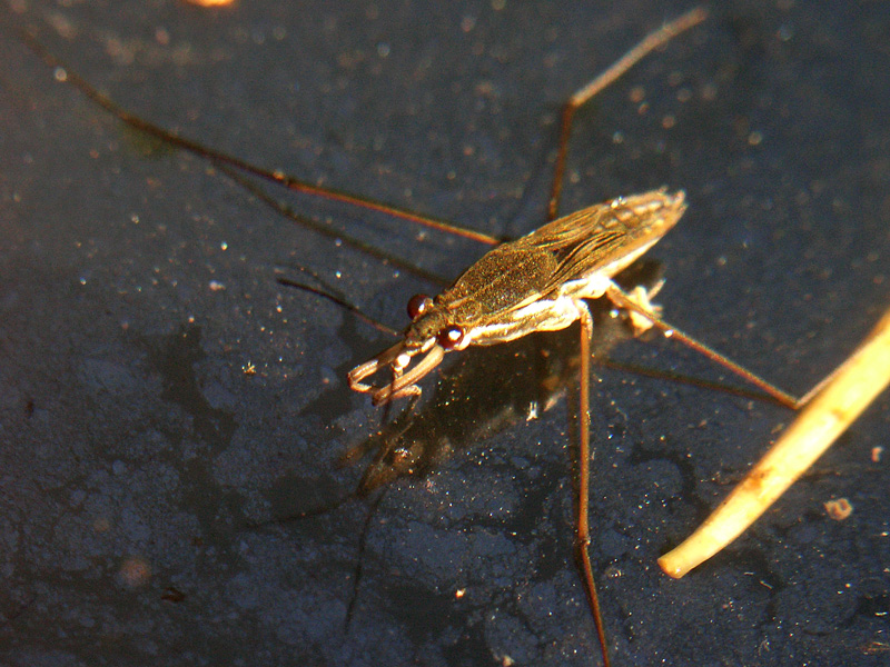 Gerris argentatus