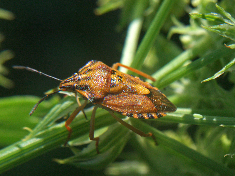 Carpocoris pudicus