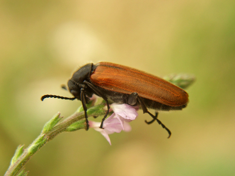 Meloidae, Lydus trimaculatus