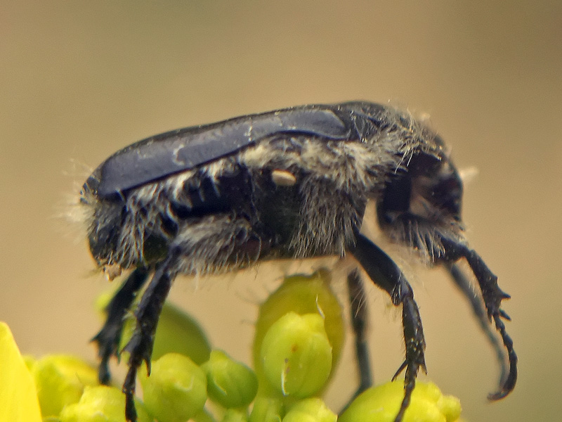 Tropinota squalida