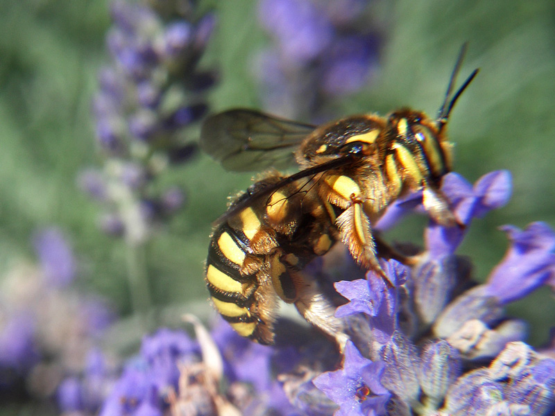 Anthidium sp.