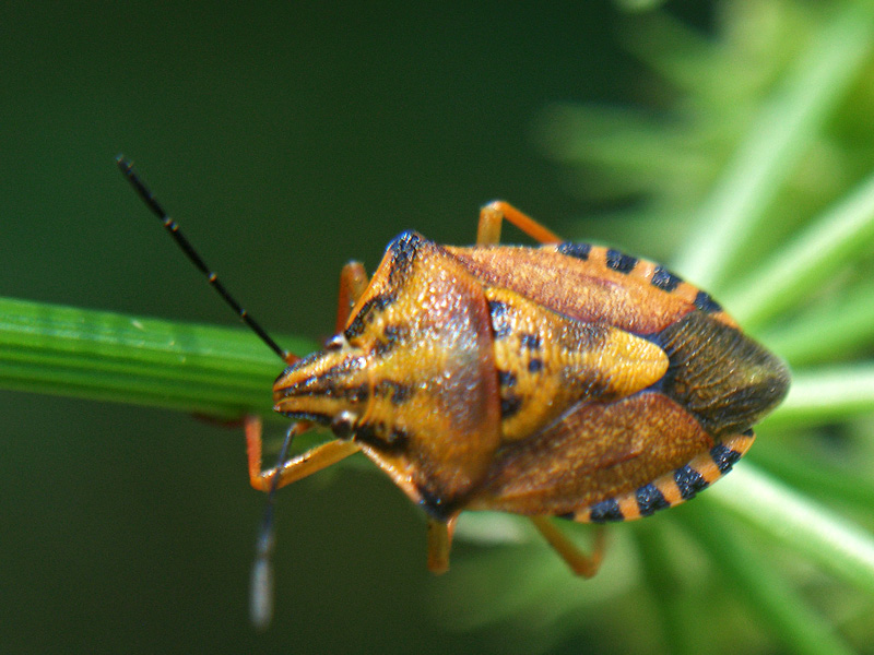 Carpocoris pudicus