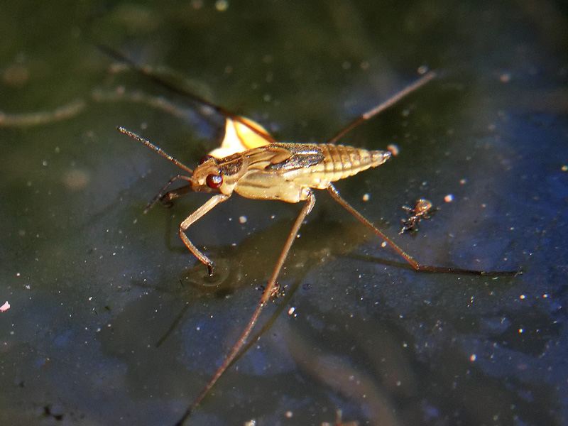 Gerris argentatus