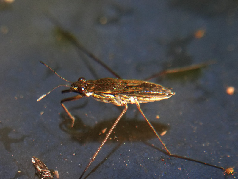 Gerris argentatus