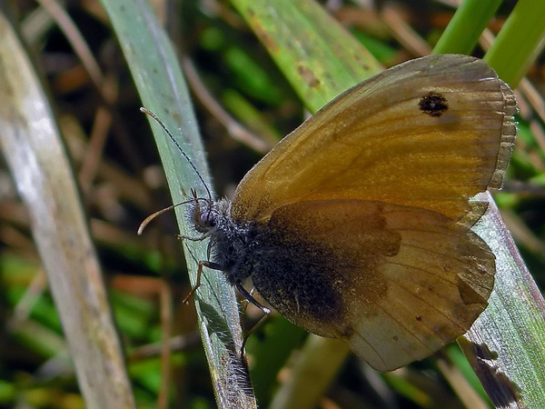 Satyrinae da identificare