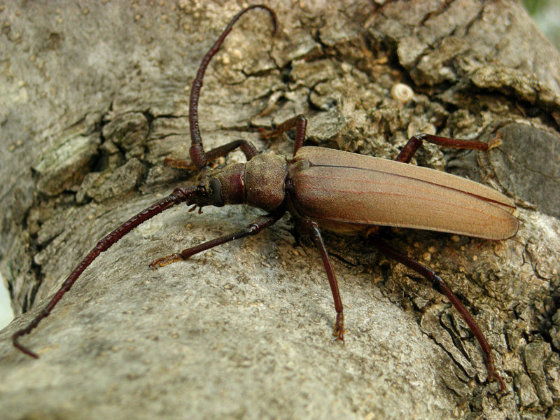 Aegosoma scabricorne