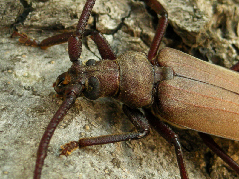 Aegosoma scabricorne