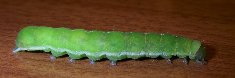 Bruco verde su Viola riviniana