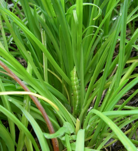 Bruco verde su Viola riviniana