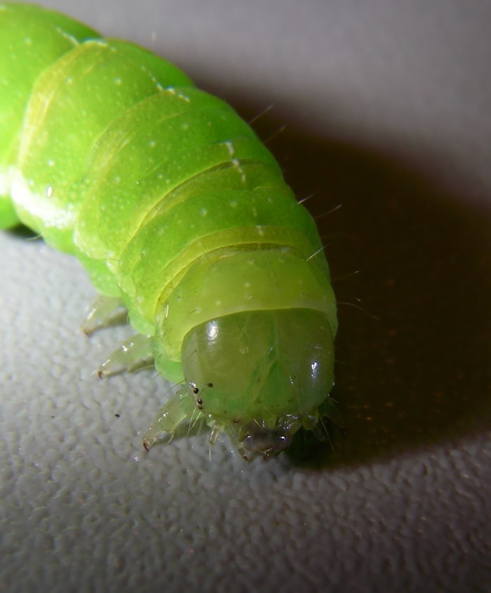 Bruco verde su Viola riviniana